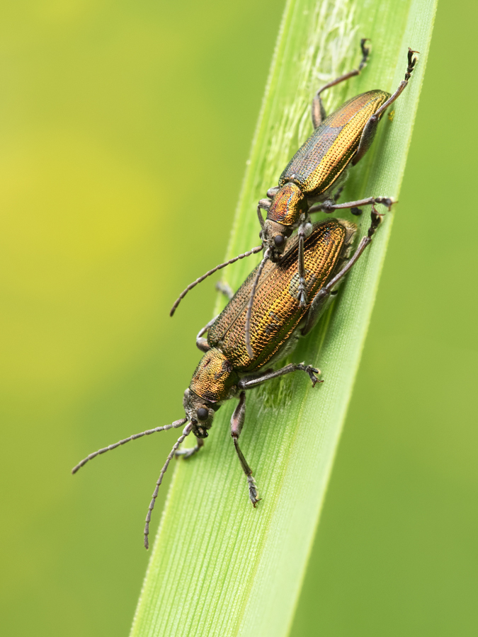 Beetles - Donacia vulgaris